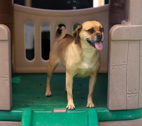 Dog on play structure at Bowhaus Colorado Dog Daycare